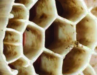 تشکیل بیوفیلم در پکینگ مدیای معلق